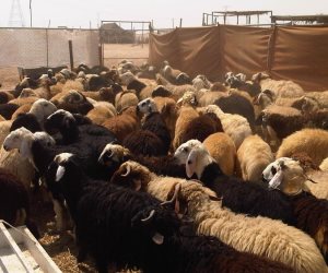 «التموين» تعلن إنشاء 26 شادرا لبيع الخراف الحية.. واستيراد 20 ألف رأس ماشية