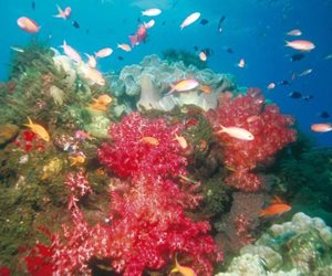 افتتاح المحمية البحرية الطبيعية العاشرة في جزيرة "لامارتينيك" الفرنسية