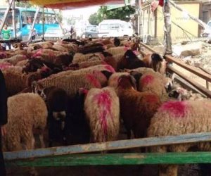  وصول 666 رأس ماشية حية لميناء «أبو طرطور» لتوزيعها في رمضان