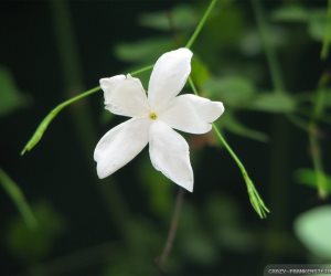 زهرة الياسمين البيضاء الصغيرة لها فوائد عديدة لحماية الجلد و تهدئة النفس 