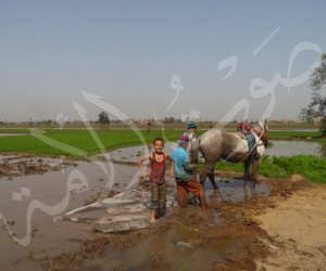 فلاحو الشرقية «على الحديدة».. يتنظرون السجن لـ«طناش الحكومة» في توريد القمح  (فيديو)