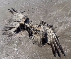 ظهور طيور نافقه على شاطئ بورسعيد.. وحماية الطبيعة تؤكد: ألقتها مراكب مالطية  