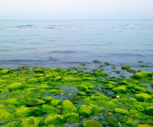 الطحالب الميكرو مصدر للطاقة المتجددة ومكمل غذائي غني بمادة "الأوميجا – 3"