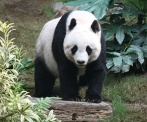 حديقة حيوان بطوكيو تأمل أن تضع الباندا شين شين مولودها بسلام