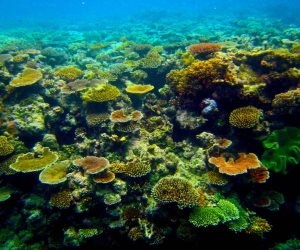 مصر تعلن الحماية الطبيعية لكامل بيئة الشعاب المرجانية بالبحر الأحمر  بـ«COP28»