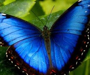 دراسة: الفراشة الأنثى لديها القدرة على الطيران أبعد وأطول من الذكر