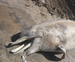 بعد نفوقه في الغردقة.. لماذا أصبحت الشواطئ المصرية جاذبة للدولفين؟ (صور)