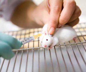 دراسة: علماء السرطان ربما يثقون أكثر من اللازم في الدراسات على الفئران