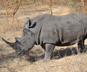 مشروع حكومي روسي لحقن وحيد القرن بمواد مشعة لمنع الصيد الجائر 