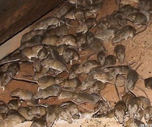 حملة لمكافحة انتشار الفئران في مديرية الزراعة بالإسماعيلية