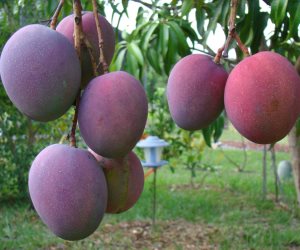 خطة وزارة الزراعة لحماية محصول المانجو من العفن الهبابي