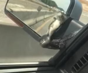 ثعبان يباغت سائق على الطريق السريع.. تعرف رد فعله (فيديو وصور)