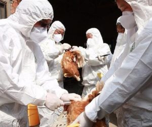 السلطات الصحية: ارتفاع وفيات إنفلونزا الطيور بالصين في مايو إلى 37