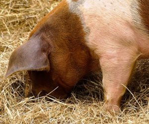 مدير بيطرية الجيزة سابقًا: الإنسان خطر على الخنازير