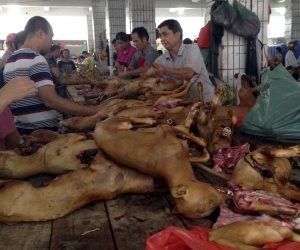 تفاصيل أزمة مهرجان «أكل الكلاب» في الصين 