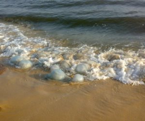 محميات البحر الأحمر: اطمنوا السلاحف البحرية هتاكل قناديل البحر