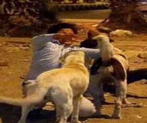 الكلاب الضالة تهاجم طفل وتمزق جسده في مدينة الرحاب (صور)