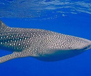 «قلبت جد».. الحوت الأزرق يظهر في مياه البحر الأحمر والبيئة تعلن الطوارئ