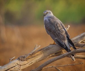 طائر جارح نادر يبني عشه لأول مرة في هولندا