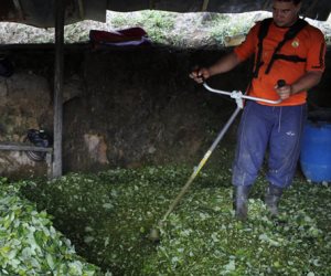 الأمم المتحدة : زيادة زراعة نبات الكوكا فى كولومبيا بنسبة 50% العام الماضي