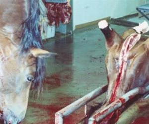 لحم خيول غير صالحة للاستهلاك الآدمي.. الشرطة الأوروبية تضبط عصابة تبيعها
