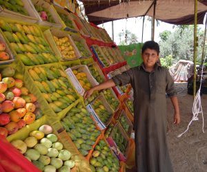 البشاير والتغيرات المناخية وراء ارتفاع أسعار المانجو