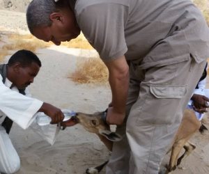 باحثين بوادي جمال ينقذون تياتل من العطش «بسقية» مياه معدنية (صور)