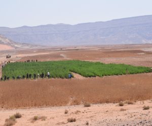 ضبط 5 مزارع بانجو وحشيش في جنوب سيناء