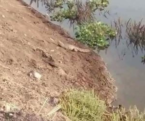 ظهور تماسيح صغيرة بشاطيء مصرف زراعي في البحيرة (صور) 