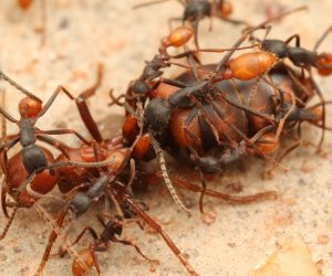 لعنة طبيعية تجتاح الأراضي المحتلة.. النمل الناري يلسع الإسرائيليين ويهدد حياتهم