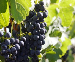 خبيرة تغذية: العنب الأسود يحمي من تصلب الشرايين