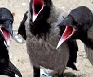«غربان» تقتل رضيعا أثناء نومه بالإسكندرية