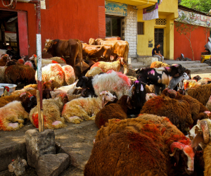 بمناسبة عيد الأضحى.. «النيل للمجمعات» تطرح 1500 خروف بـ15 «شادر» في القاهرة