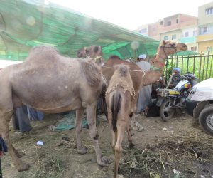 تجار الجمال قبل عيد الأضحى: الأسعار ارتفعت 100%