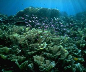 الشعاب المرجانية في خطر بسبب تزايد التيارات الساخنة تحت الماء