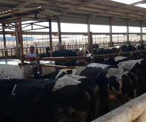 تحصين 62.511 رأس ماشية ضد الأوبئة في الدقهلية