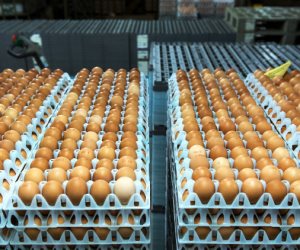 تناول 42 بيضة مسلوقة فمات.. حكاية الرهان القاتل في الهند 