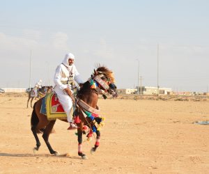 مطروح تنظم مهرجان للفروسية بمنطقة معركة وادي ماجد احتفالا بالعيد القومي