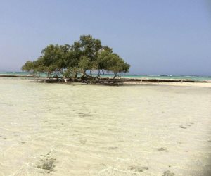 البيئة: العمل على وضع التصميمات المعمارية البيئية لمحمية الغابة المتحجرة
