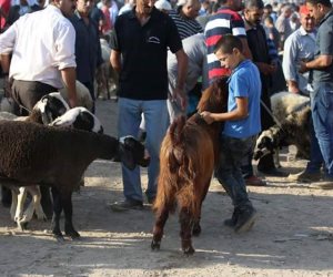 السيناوية يفضلون لحوم الماعز على الضأن والأبقار في عيد الأضحى (صور)
