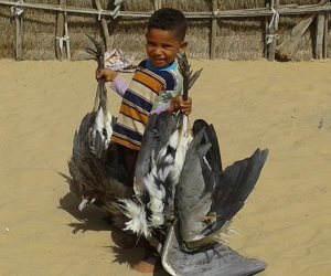 انطلاق موسم صيد «السمان والعصافير وبط الشرشير» على سواحل شمال سيناء (صور)