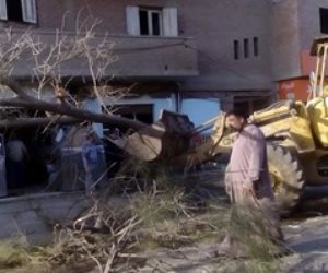 إصابة سائق إثر سقوط شجرة على ميكروباص بشارع الجامعة