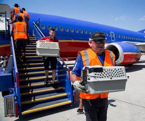 شركة طيران تخصص رحلات لنقل الحيوانات اليتيمة هربا من فيضان "هارفى" بـ"تكساس"