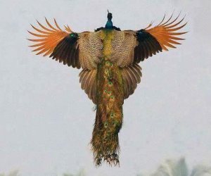 «برغم فشله».. طاووس يرسم لوحة ربانية (صورة)