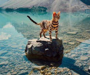 "سوكى" قطة كندية شقية لفت حول العالم.. بالتأكيد هتعيش حياة أسعد منك