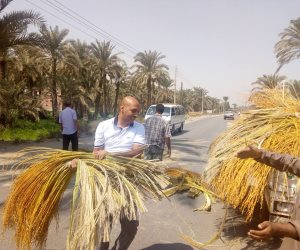 شباب بدهشور يرفعون عرجون النخيل من الطريق السريع  (صور)
