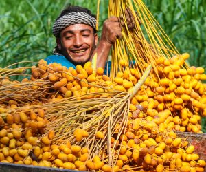 مزارعو قطاع غزة يبدأون موسم جمع البلح