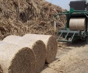 وزارة البيئة: تجميع 576 طن قش أرز بمحافظة الغربية ومنع حرقه منعا للتلوث