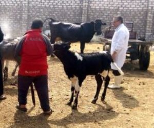 تحصين 284 ألف رأس ماشية ضد الجلد العقدي والحمى القلاعية في بني سويف