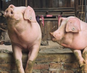 باحثون أوروبيون يدرسون إمكانية استخدام أعضاء الخنازير للمرضى البشريين
